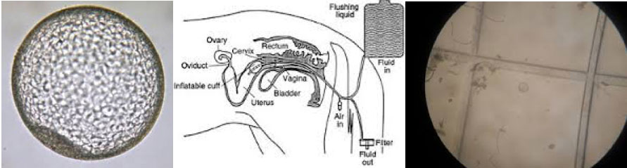 Hawksbury-Equine-Reproduction-Services2