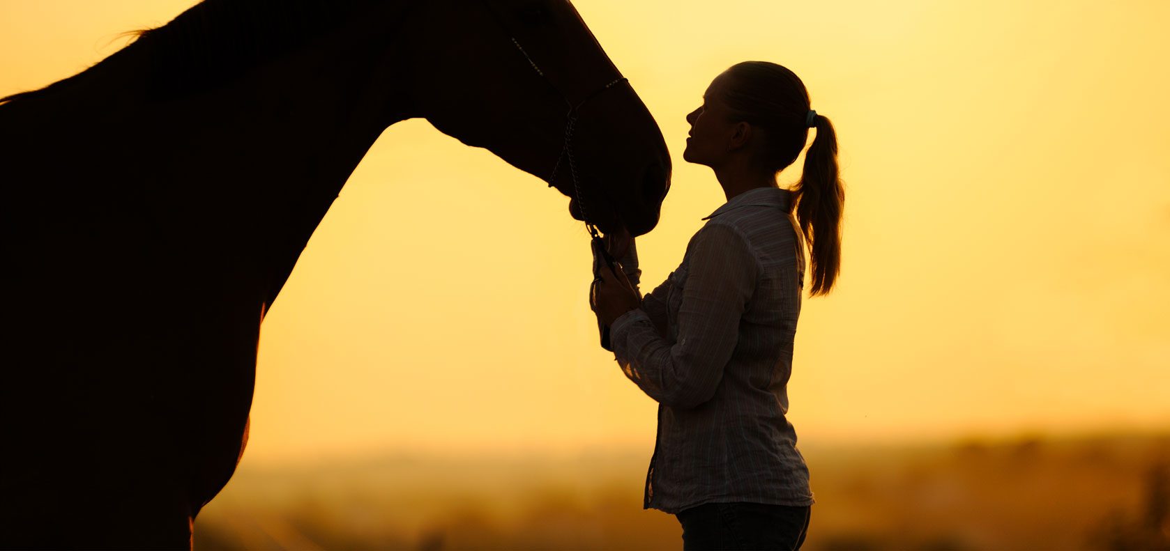 Hawkesbury Equine Veterinary Centre - Veterinary Surgeons in Equine & Alpaca Practice