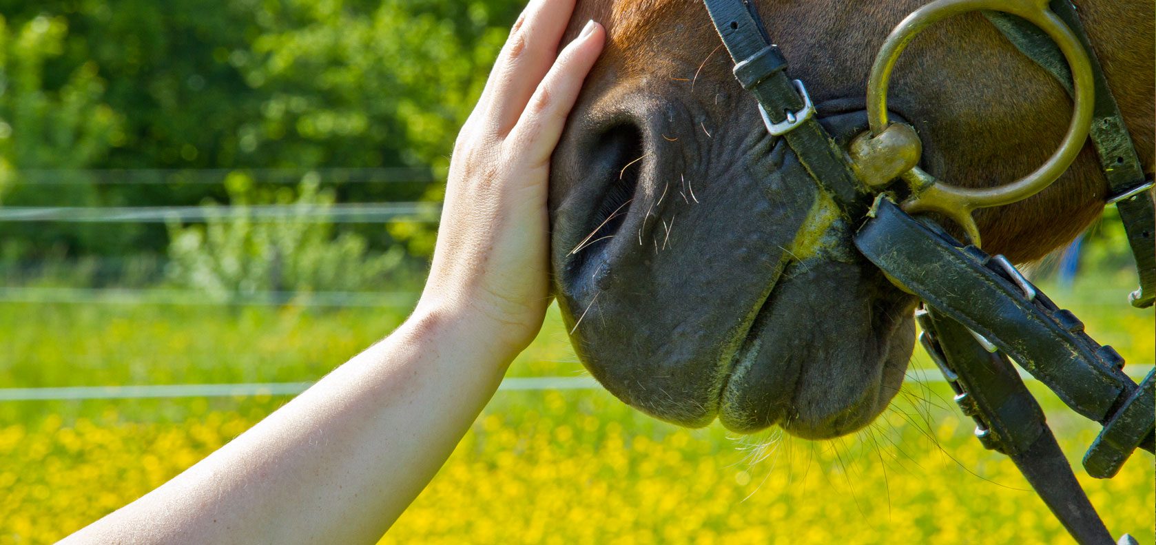 Hawkesbury Equine Veterinary Centre - Veterinary Surgeons in Equine & Alpaca Practice