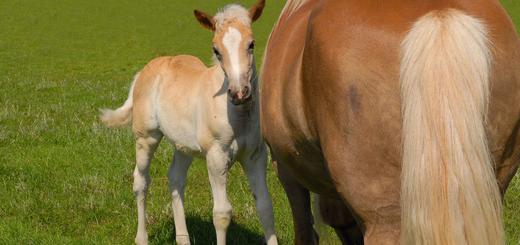 Hawkesbury Equine Veterinary Centre - Veterinary Surgeons in Equine & Alpaca Practice Sydney