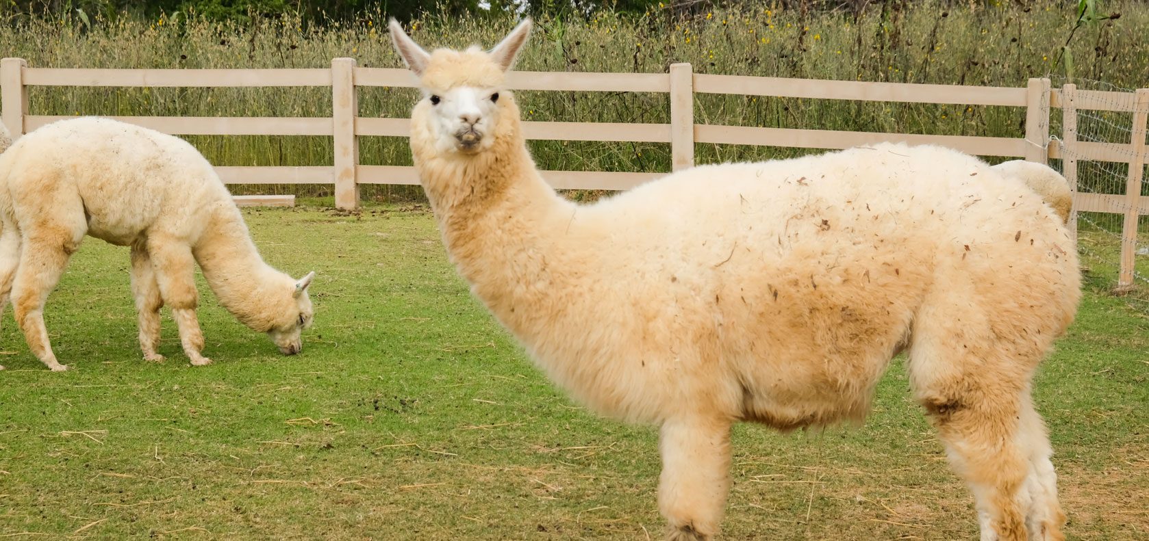 Hawkesbury Equine Veterinary Centre - Veterinary Surgeons in Equine & Alpaca Practice Sydney