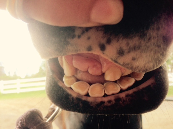 Dentistry Dentistry